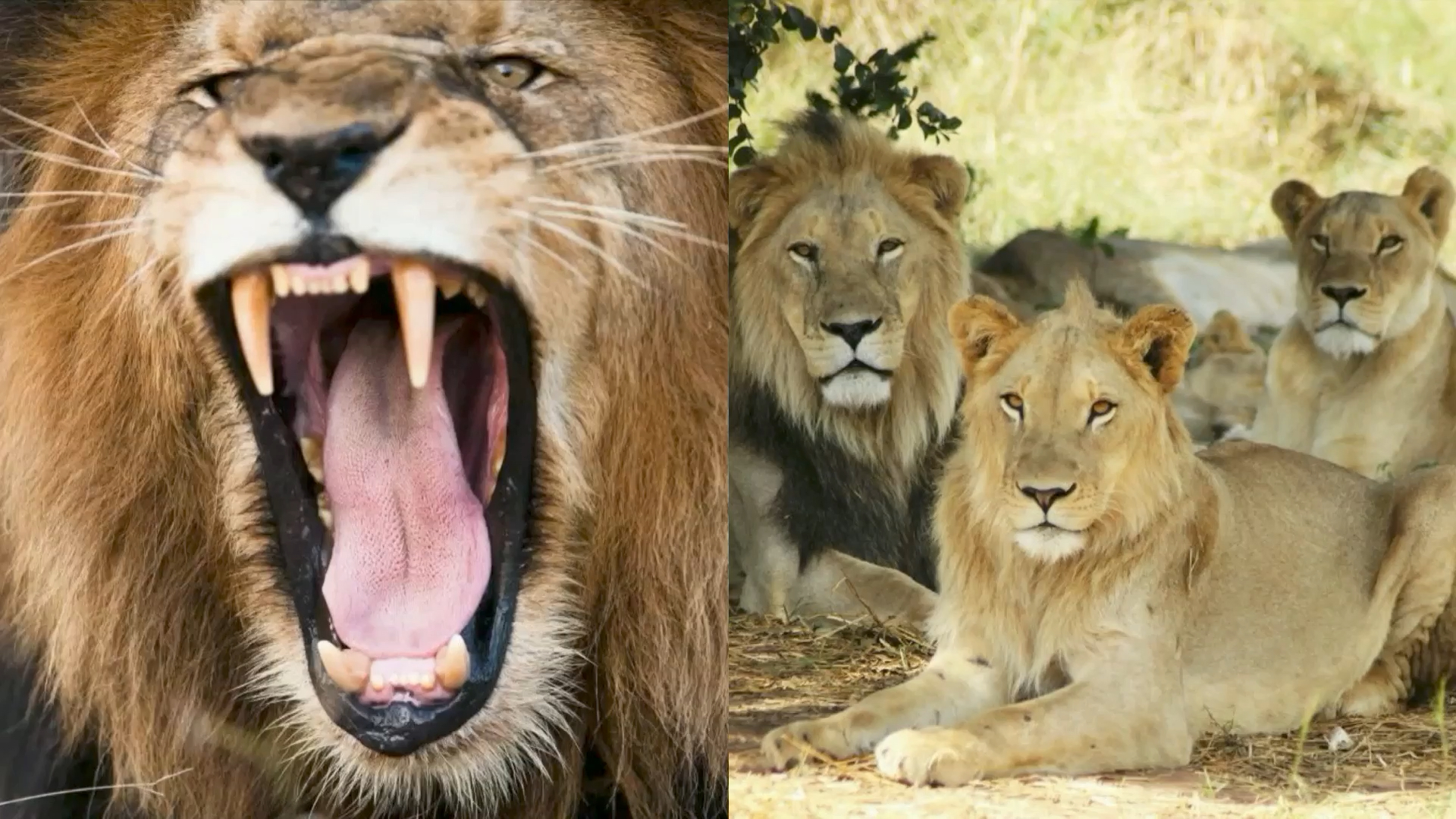 Alert Issued As Pride Of 14 Lions Escape South Africa's Kruger National